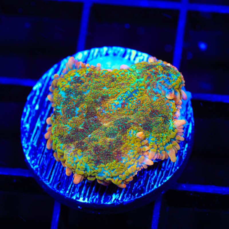 TSA Hawaiian Crush Rhodactis Mushroom Coral