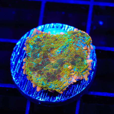 TSA Hawaiian Crush Rhodactis Mushroom Coral