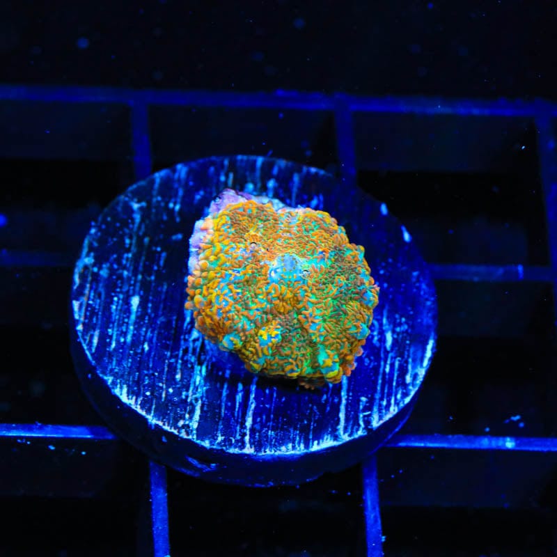 TSA Hawaiian Crush Rhodactis Mushroom Coral