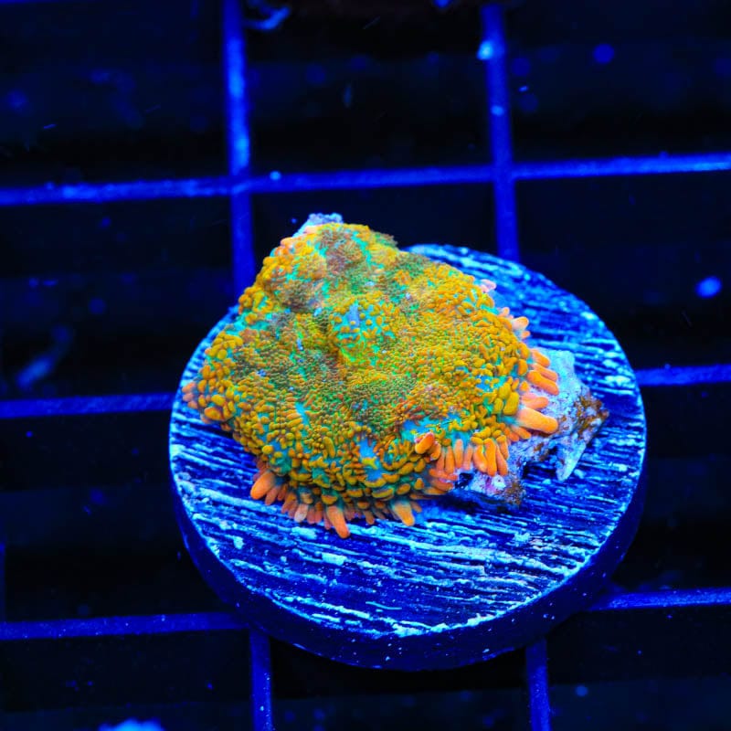 TSA Hawaiian Crush Rhodactis Mushroom Coral