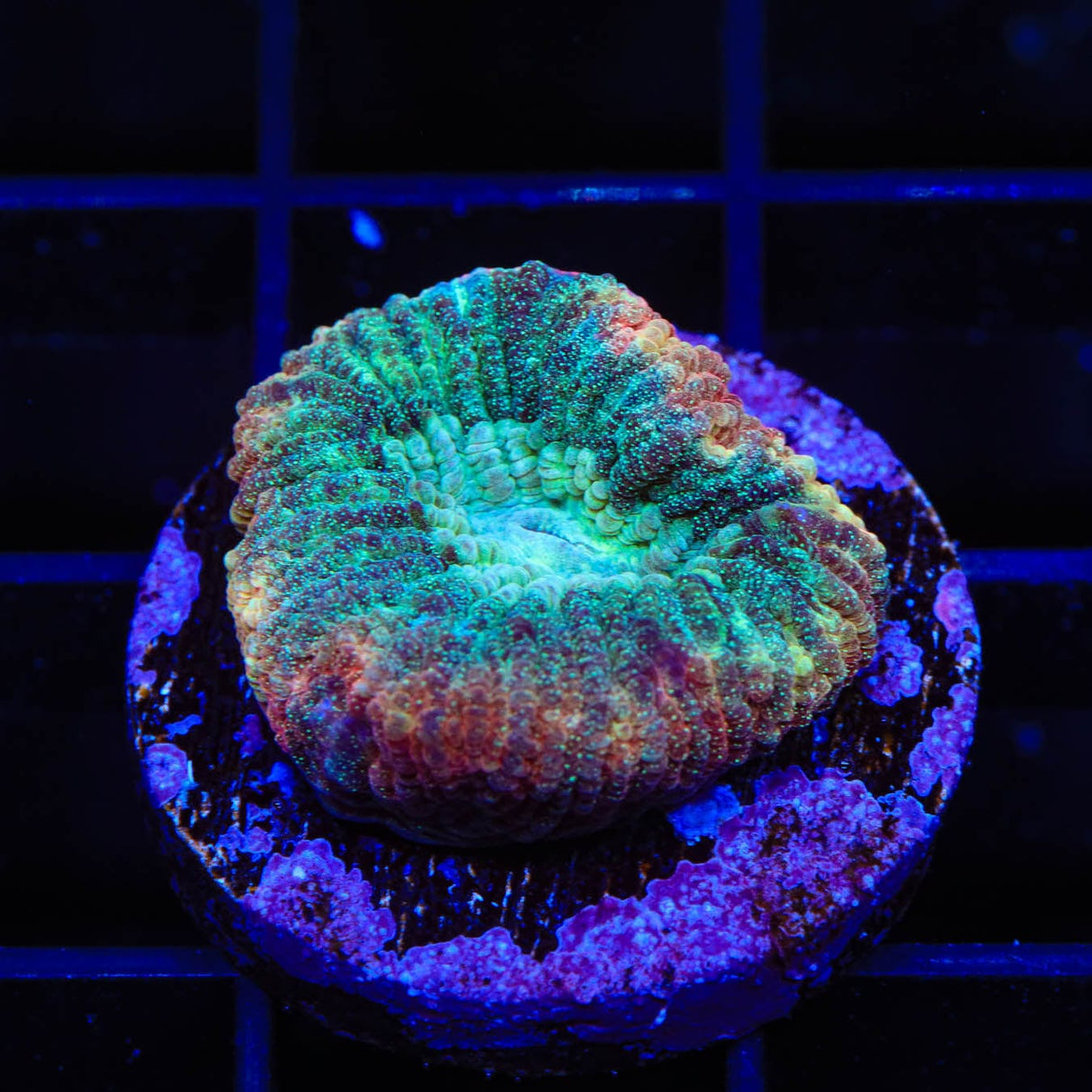 TSA Hawaiian Wave Favia Coral