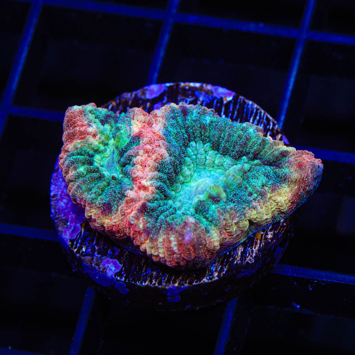 TSA Hawaiian Wave Favia Coral