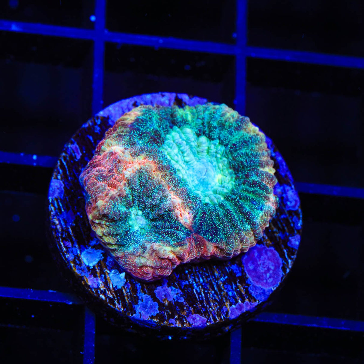 TSA Hawaiian Wave Favia Coral
