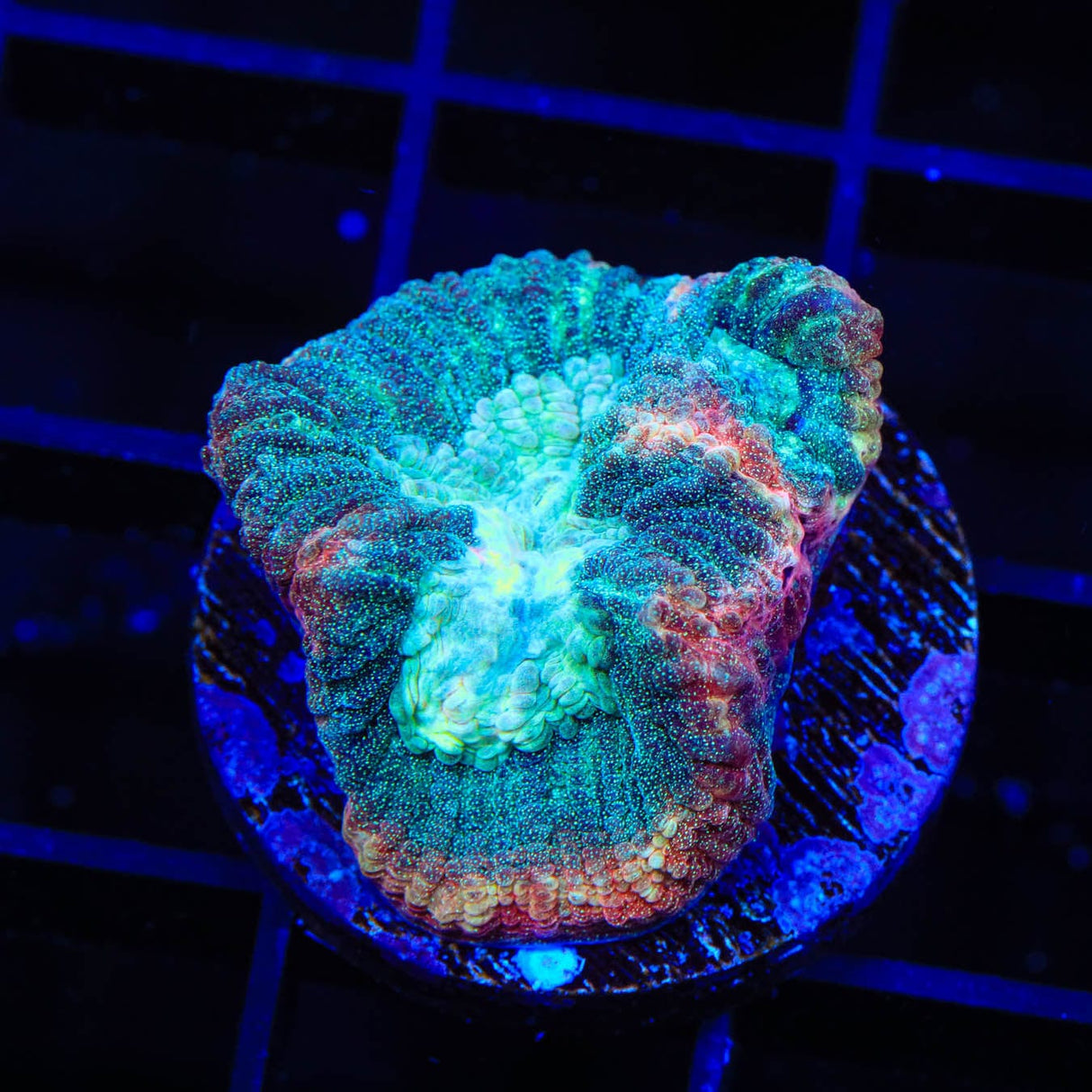 TSA Hawaiian Wave Favia Coral