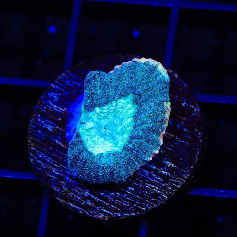 TSA Hawaiian Wave Favia Coral