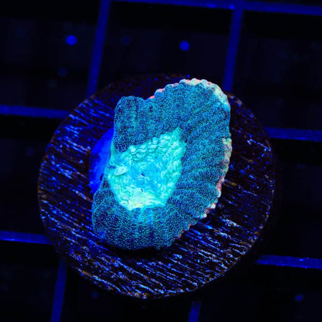 TSA Hawaiian Wave Favia Coral