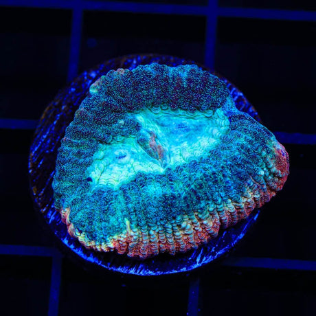 TSA Hawaiian Wave Favia Coral