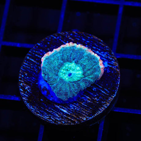 TSA Hawaiian Wave Favia Coral