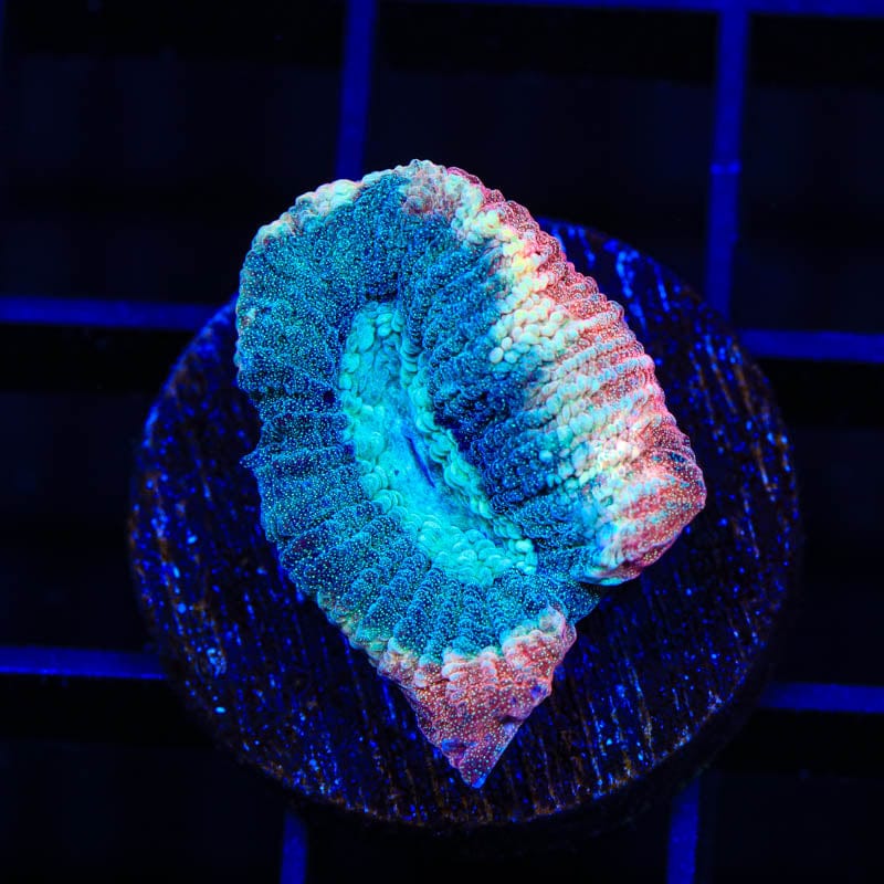 TSA Hawaiian Wave Favia Coral