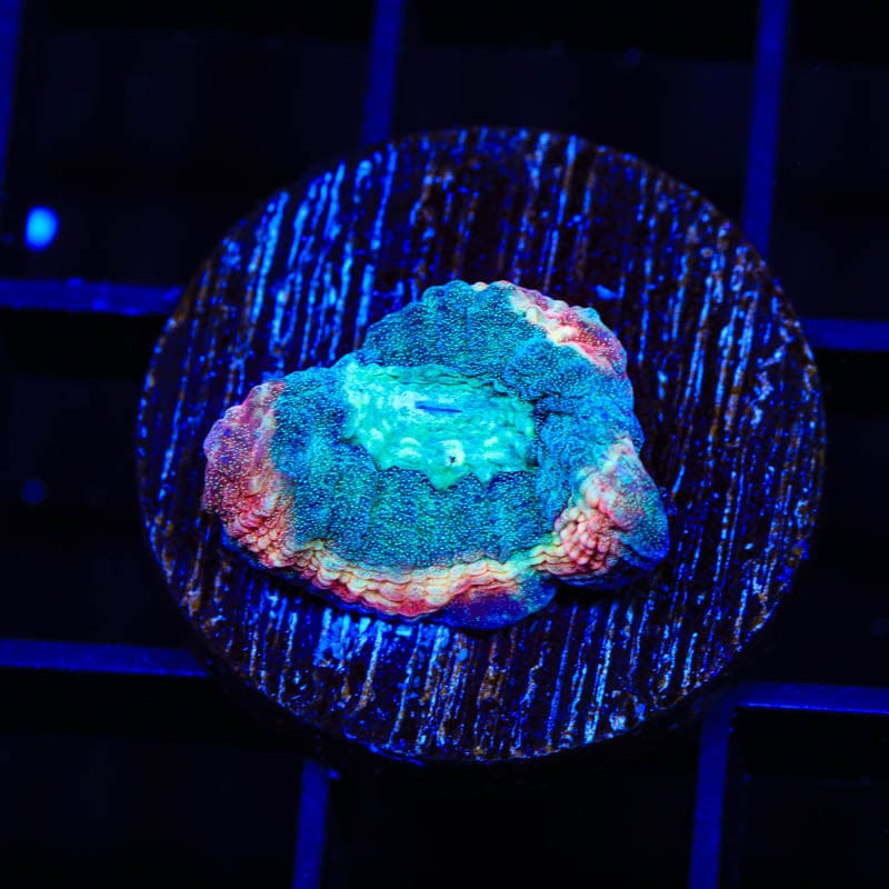 TSA Hawaiian Wave Favia Coral