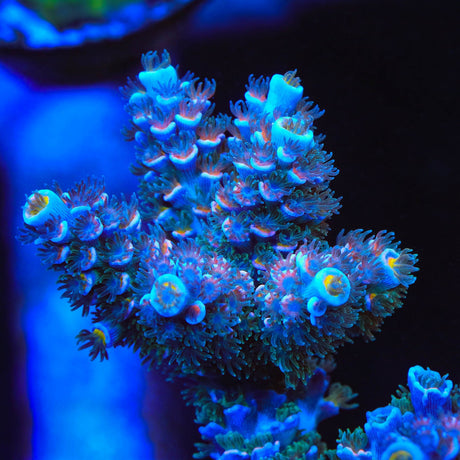 TSA Haymaker Acropora Coral