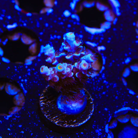 TSA Haymaker Tenuis Acropora Coral