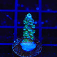 TSA Haymaker Tenuis Acropora Coral