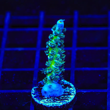 TSA Haymaker Tenuis Acropora Coral