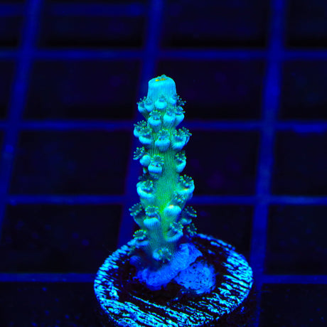 TSA Haymaker Tenuis Acropora Coral