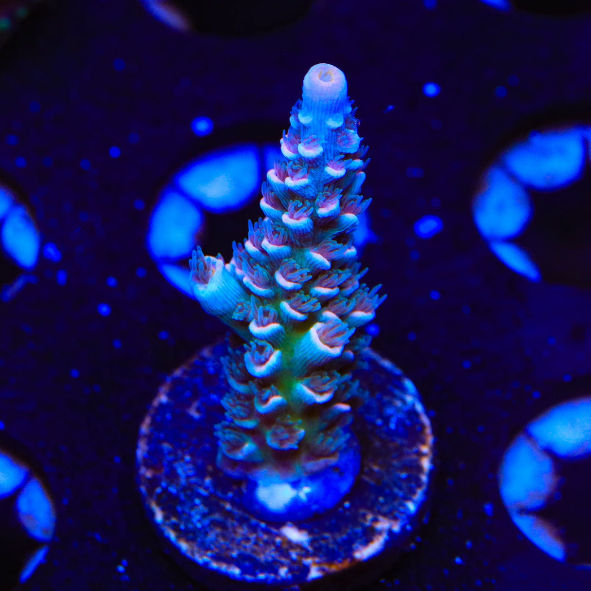 TSA Haymaker Tenuis Acropora Coral
