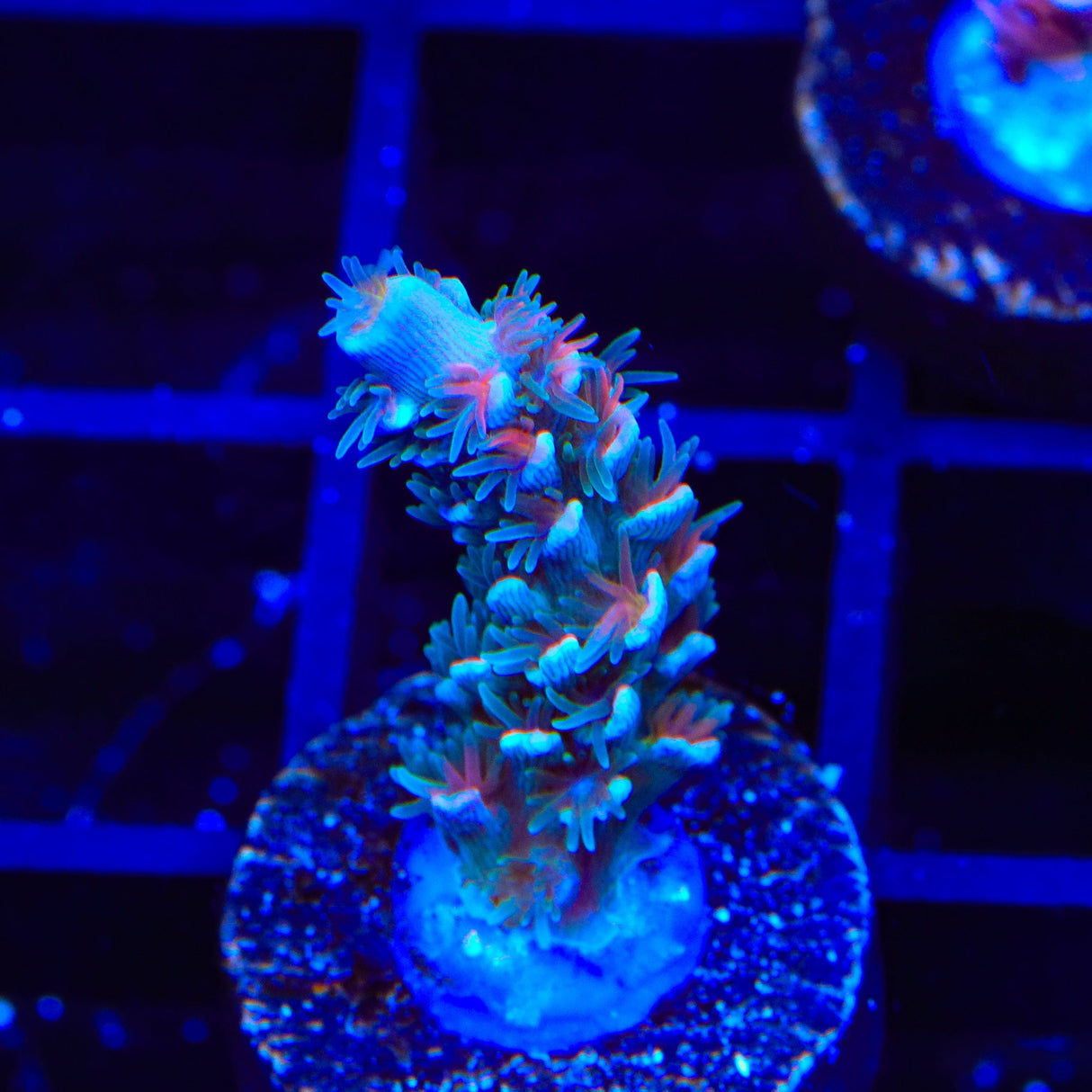 TSA Haymaker Tenuis Acropora Coral