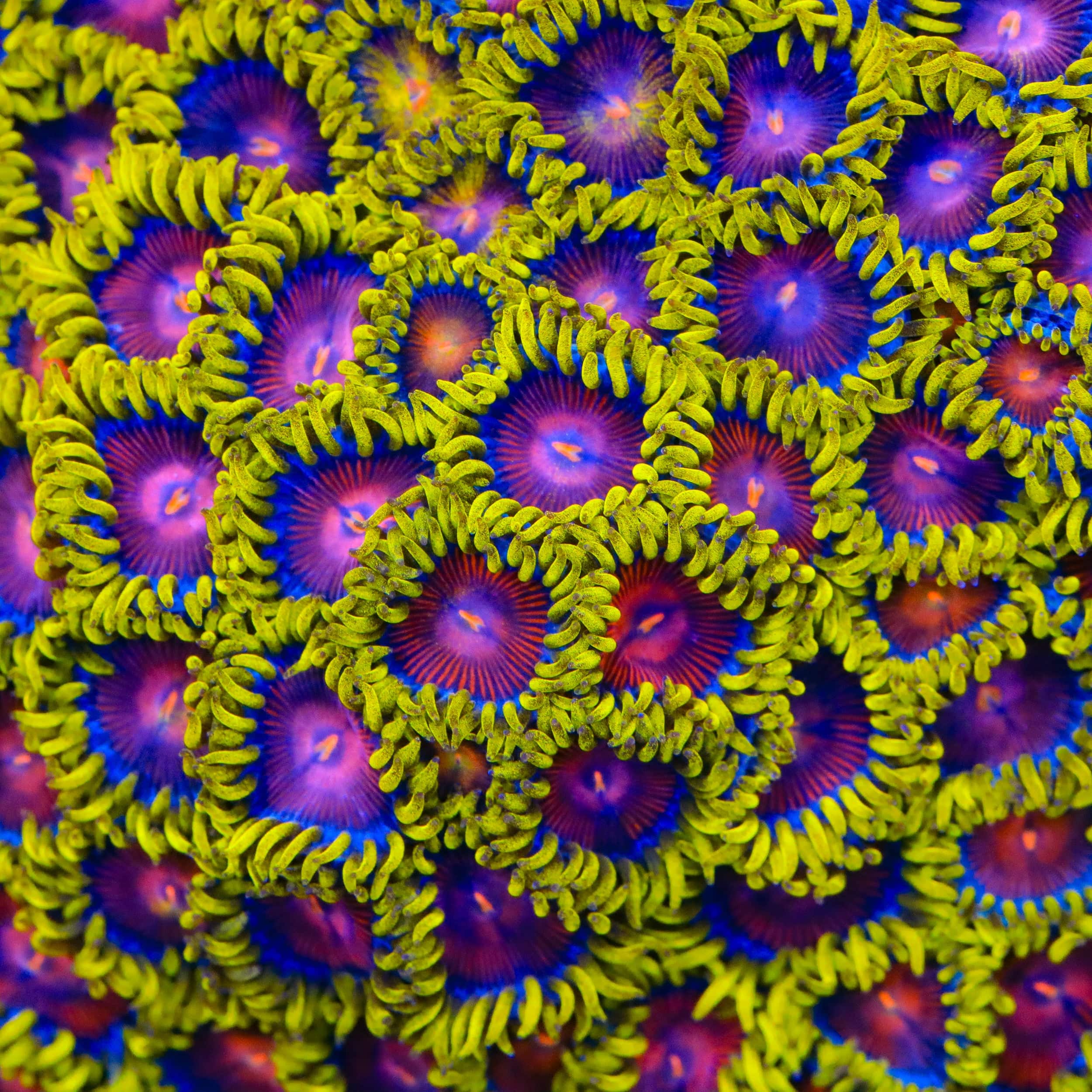 TSA Headrush Zoanthids Coral