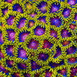 TSA Headrush Zoanthids Coral