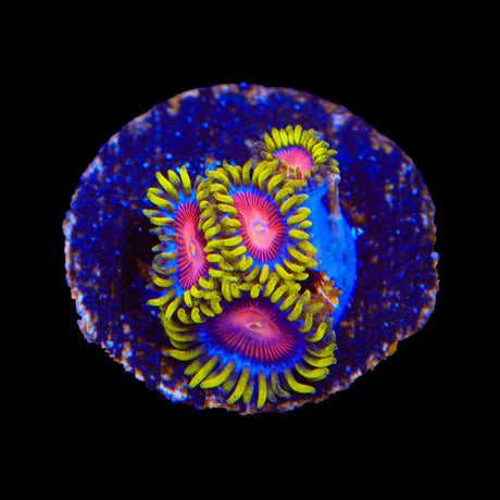 TSA Headrush Zoanthids Coral