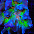 TSA Heat Seeker Pectinia Coral