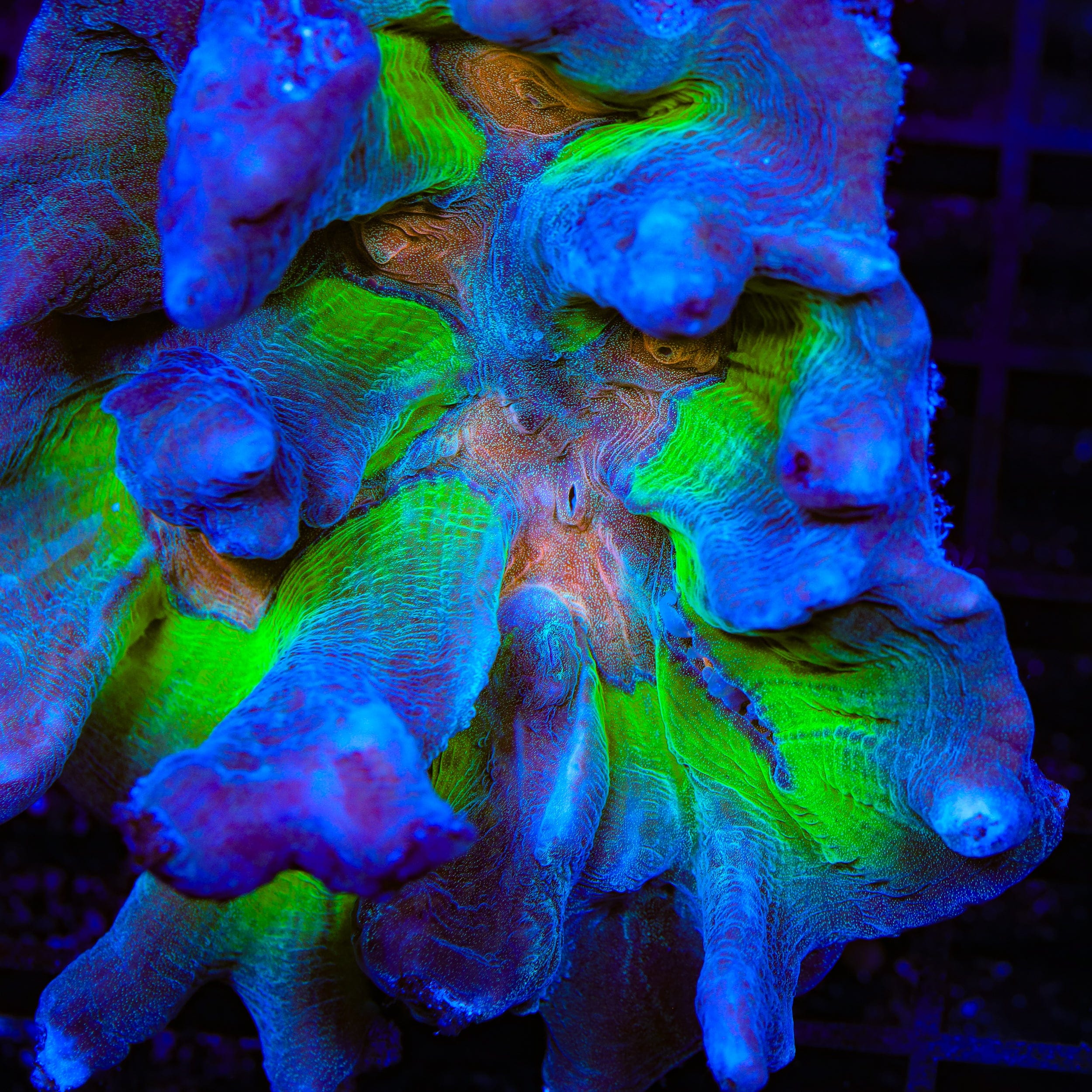 TSA Heat Seeker Pectinia Coral