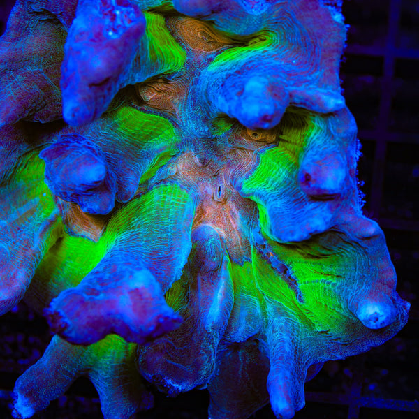 TSA Heat Seeker Pectinia Coral