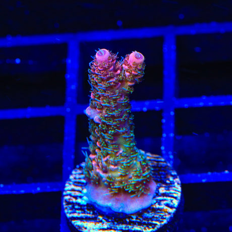TSA Heaven and Hell Millepora Acropora Coral