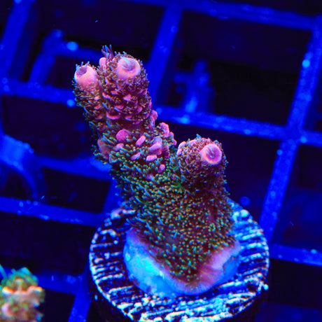 TSA Heaven and Hell Millepora Acropora Coral