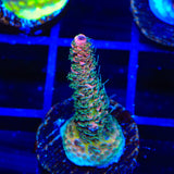 TSA Heaven and Hell Millepora Acropora Coral