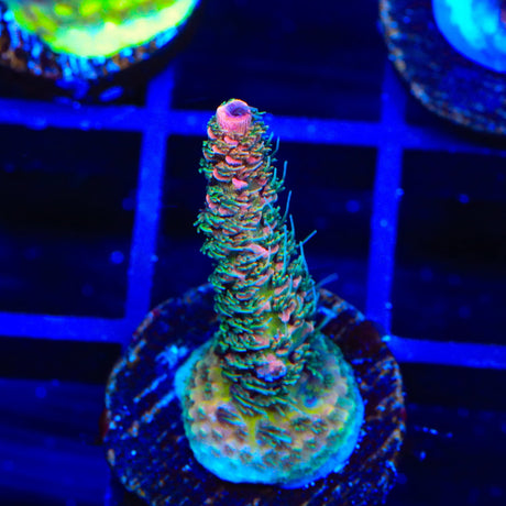 TSA Heaven and Hell Millepora Acropora Coral