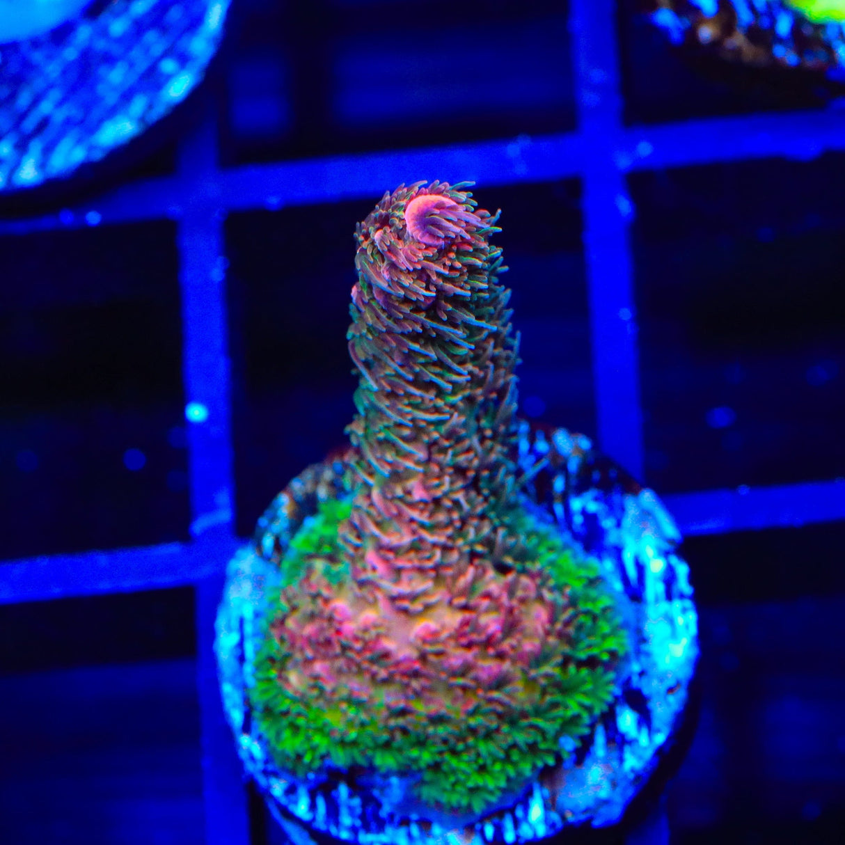 TSA Heaven and Hell Millepora Acropora Coral