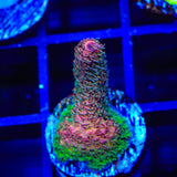 TSA Heaven and Hell Millepora Acropora Coral