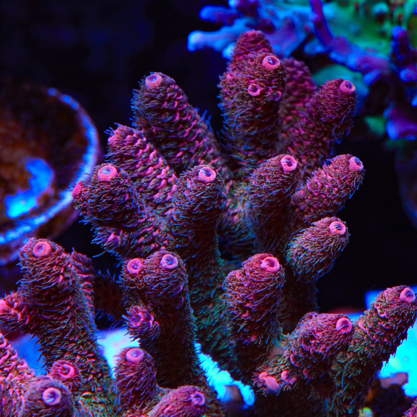 Coral フラメンコシューズ 34 AA TSA Heaven and Hell Millepora Acropora Coral – Top Shelf Aquatics