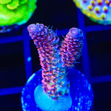 TSA Heaven and Hell Millepora Acropora Coral
