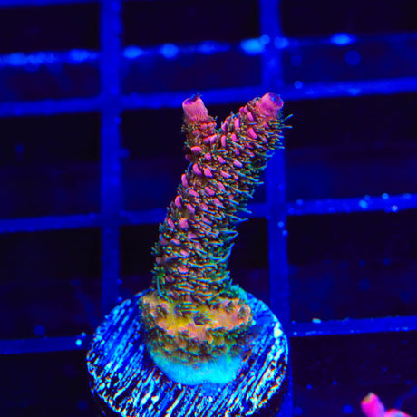 TSA Heaven and Hell Millipora Acropora Coral
