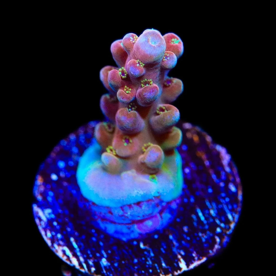 TSA Hellraiser Acropora Coral