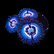 TSA Helter Skelter Zoanthids Coral