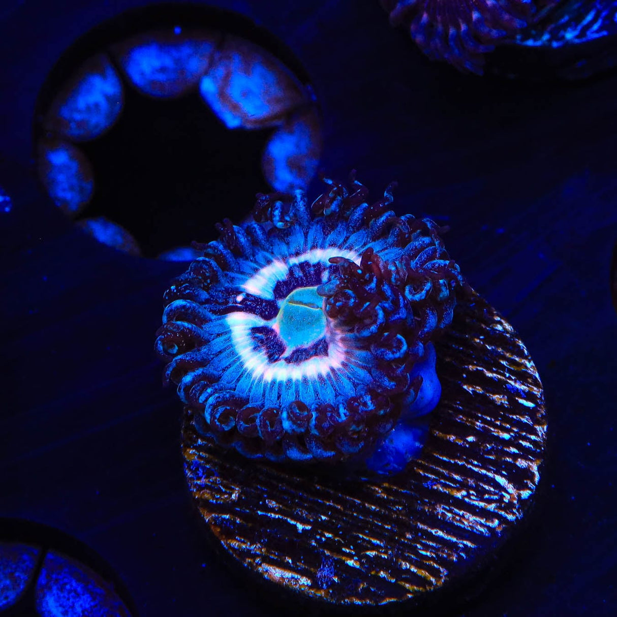 TSA Helter Skelter Zoanthids Coral