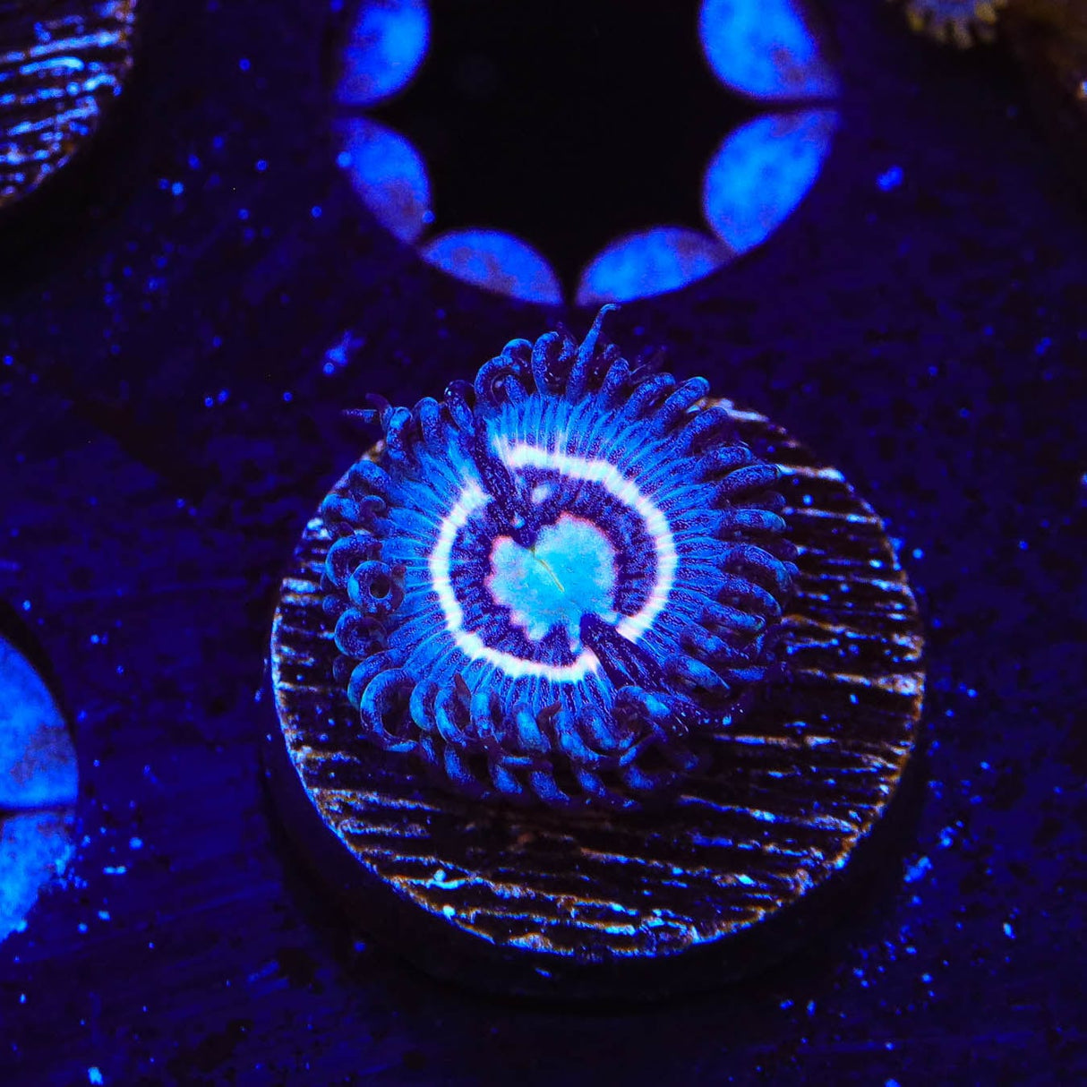 TSA Helter Skelter Zoanthids Coral