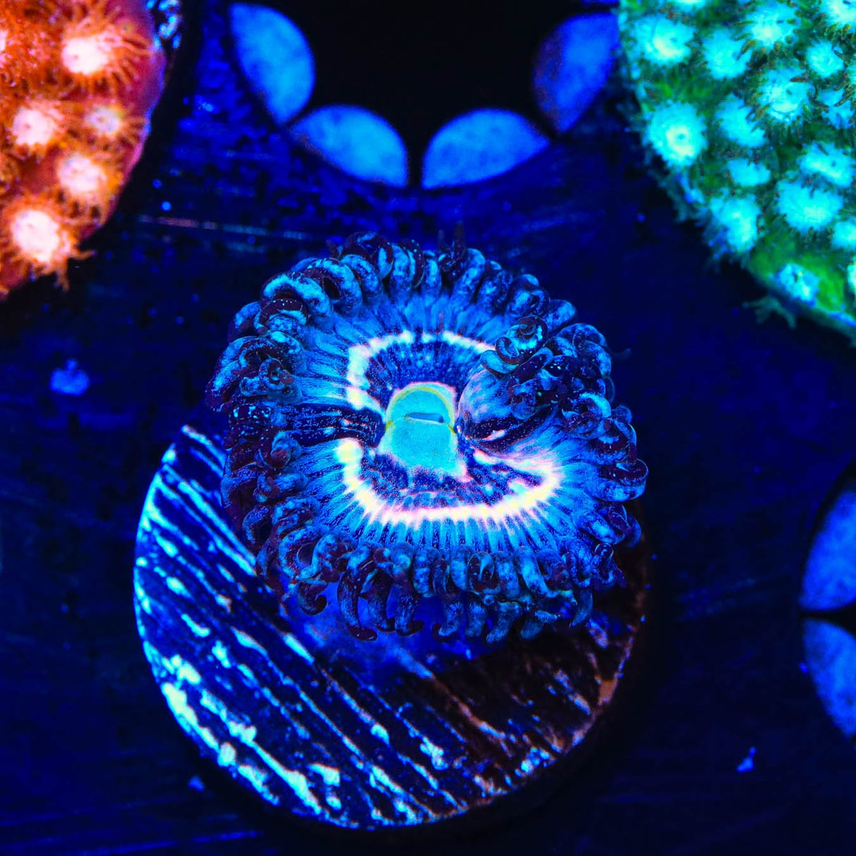 TSA Helter Skelter Zoanthids Coral