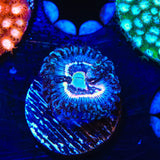 TSA Helter Skelter Zoanthids Coral