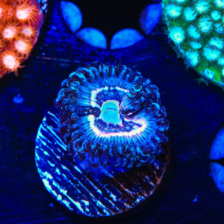 TSA Helter Skelter Zoanthids Coral