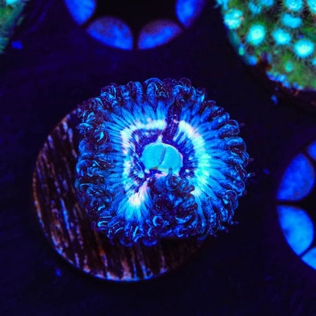 TSA Helter Skelter Zoanthids Coral