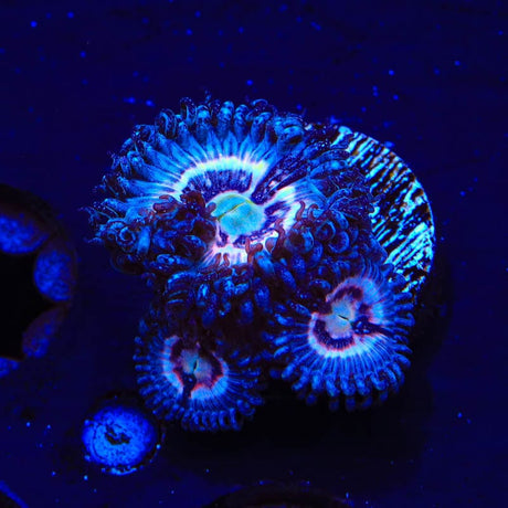 TSA Helter Skelter Zoanthids Coral