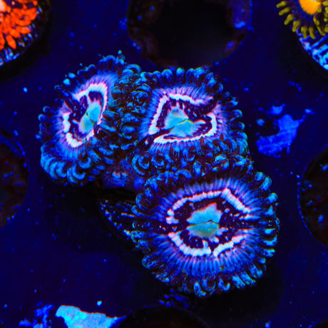 TSA Helter Skelter Zoanthids Coral
