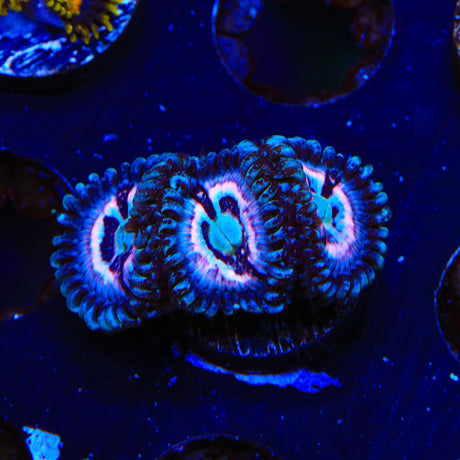 TSA Helter Skelter Zoanthids Coral