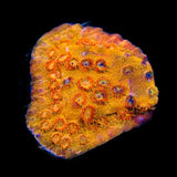 TSA Hi-C Cyphastrea Coral