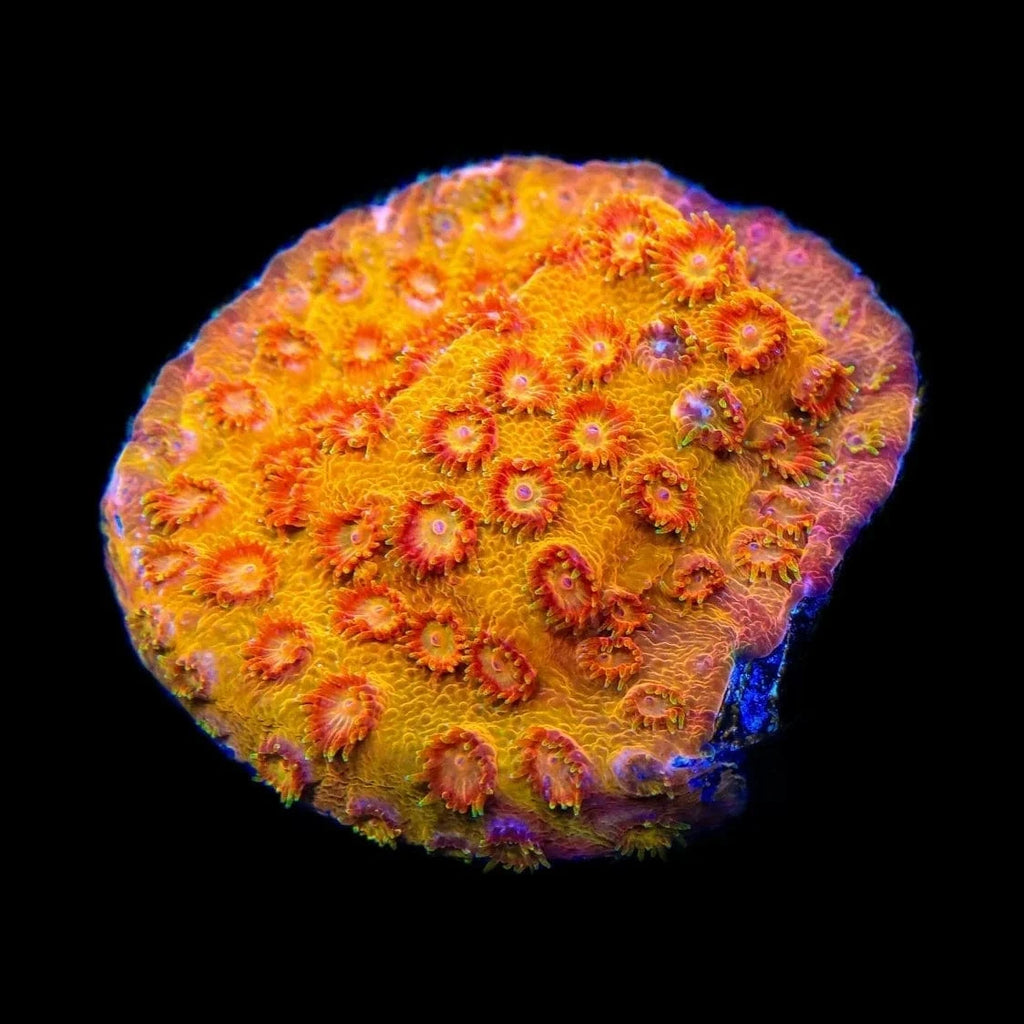 TSA Hi-C Cyphastrea Coral
