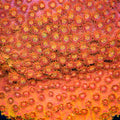TSA Hi-C Cyphastrea Coral